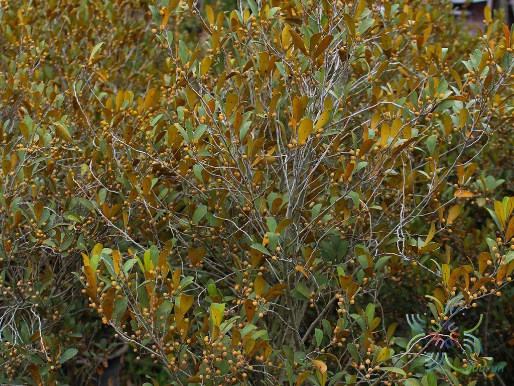 สาริกา Ficus deltoid Jack