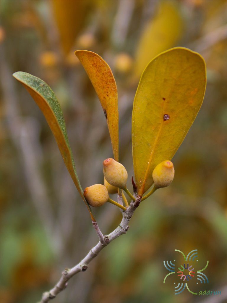สาริกา Ficus deltoid Jack