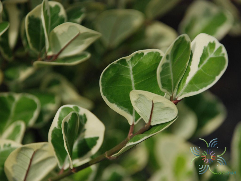 สาริกาด่าง Ficus deltoid Jack f. variegata