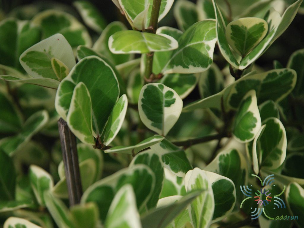 สาริกาด่าง Ficus deltoid Jack f. variegata
