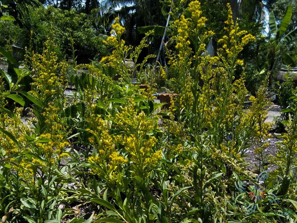 สร้อยทอง Solidago canadensis L.