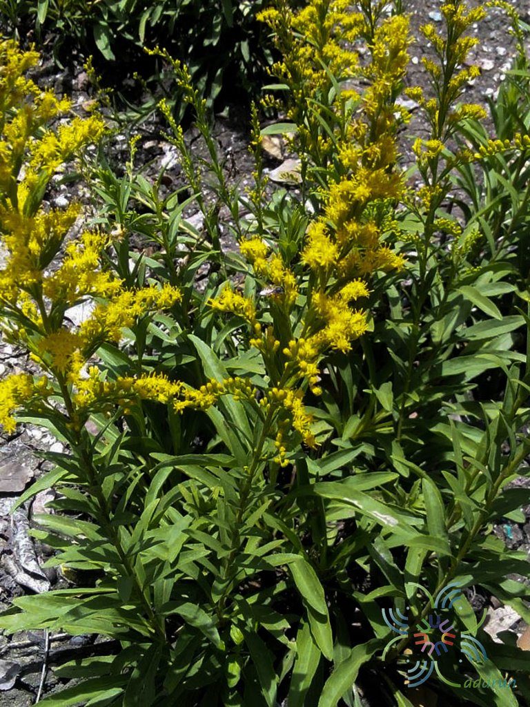 สร้อยทอง Solidago canadensis L.