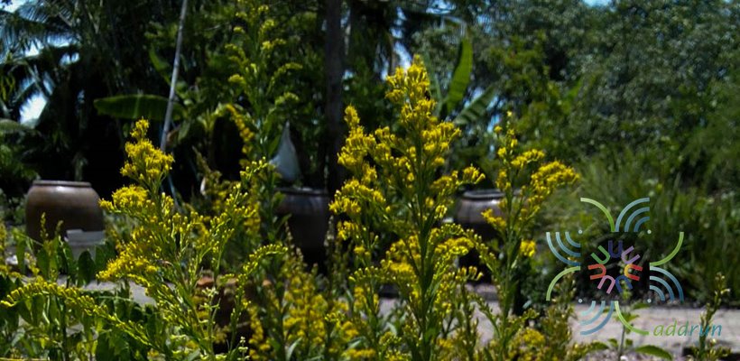 สร้อยทอง Solidago canadensis L.