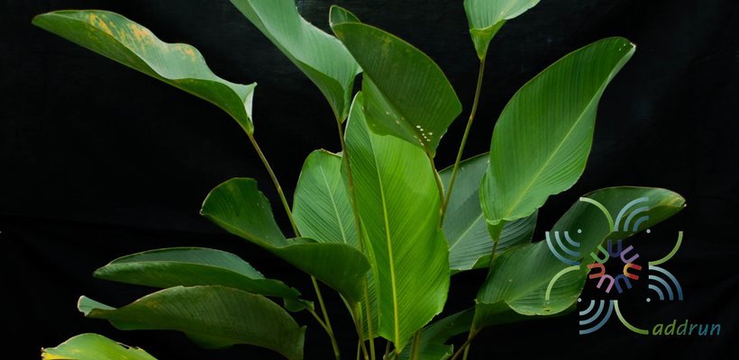 เฮลิโคเนีย ‘บิ๊กบัด’ Heliconia strict Huber ‘Big Bud’