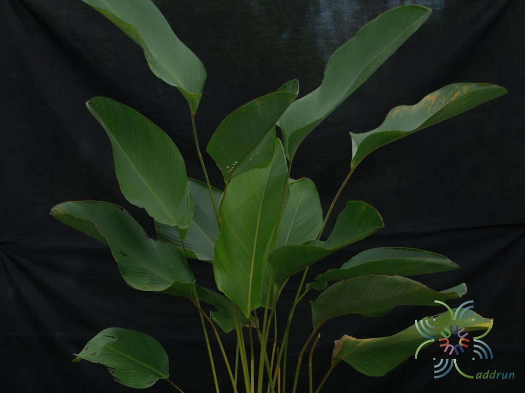 เฮลิโคเนีย ‘บิ๊กบัด’ Heliconia strict Huber ‘Big Bud’
