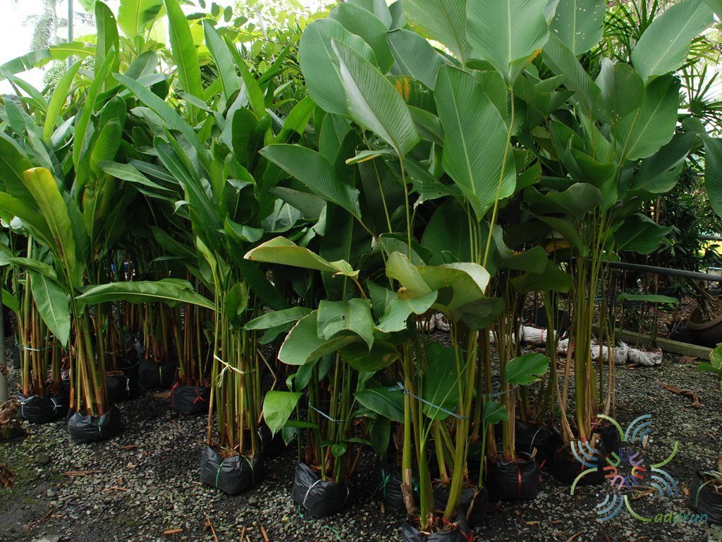 เฮลิโคเนีย ‘บิ๊กบัด’ Heliconia strict Huber ‘Big Bud’