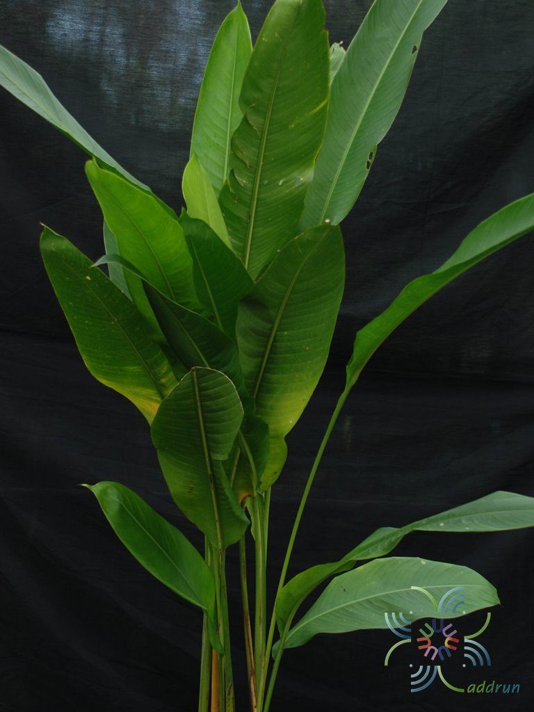 เฮลิโคเนีย ‘บิ๊กบัด’ Heliconia strict Huber ‘Big Bud’