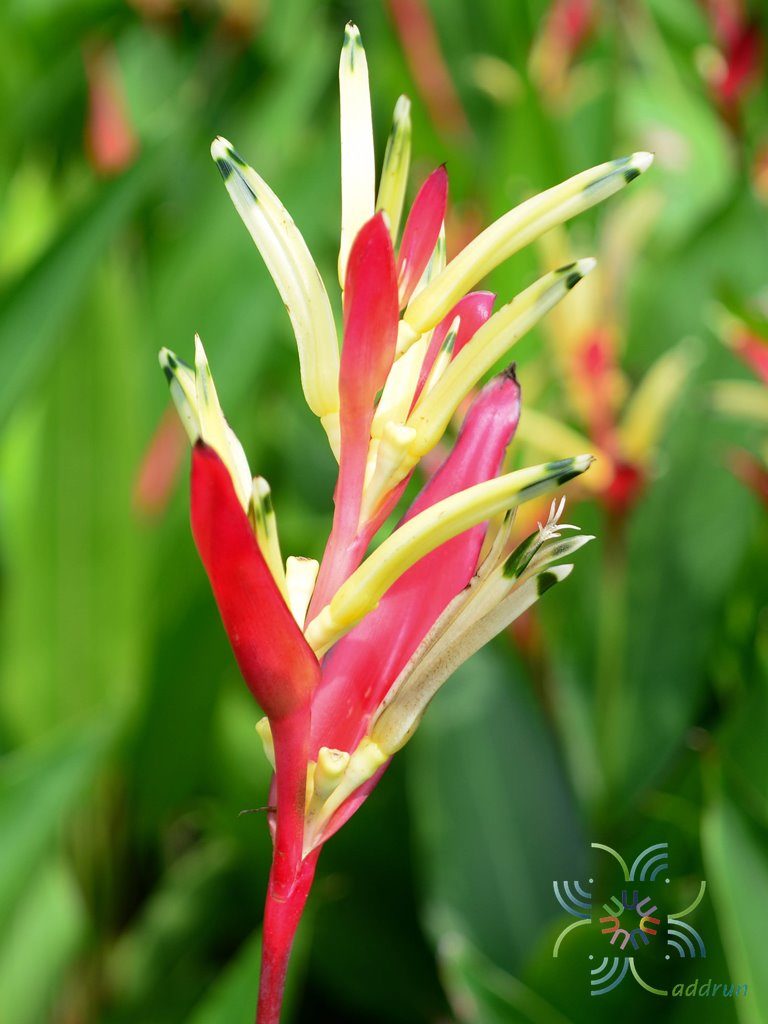 ธรรมรักษาใบด่าง Heliconia psittacorum L.f. 
