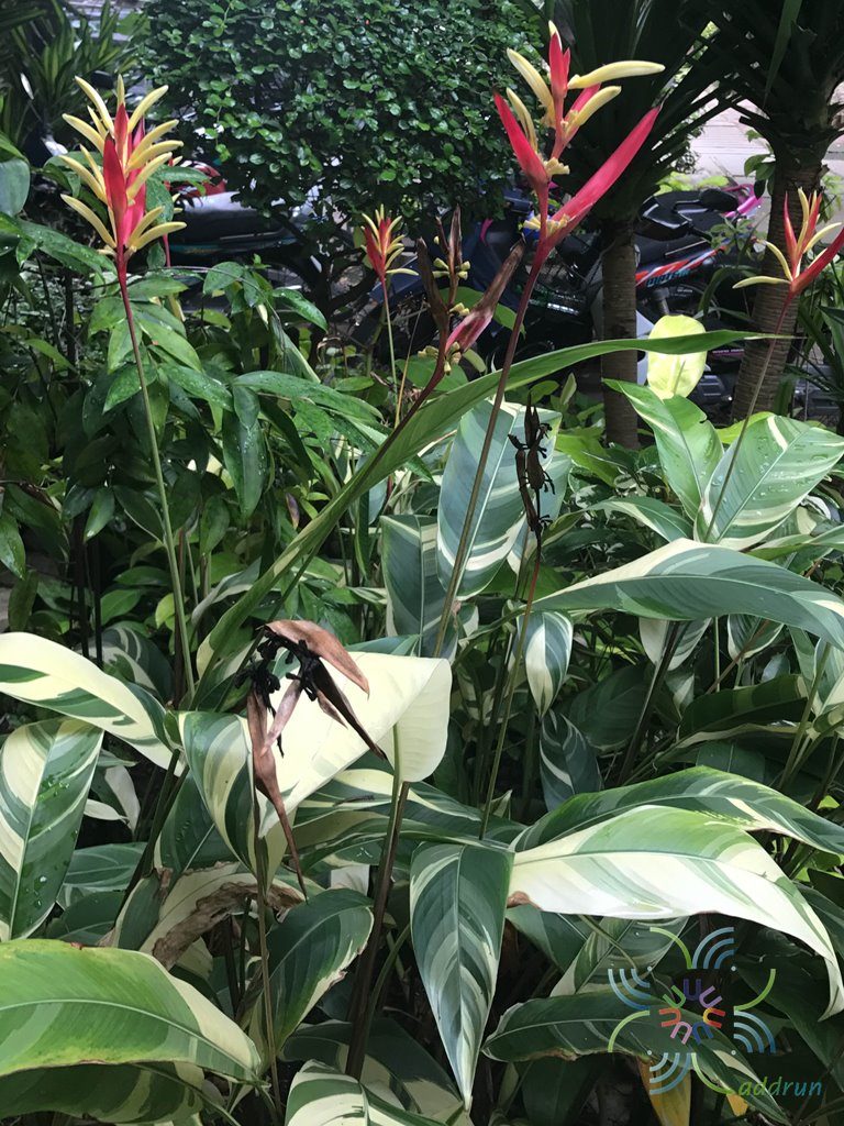 ธรรมรักษาใบด่าง Heliconia psittacorum L.f. 