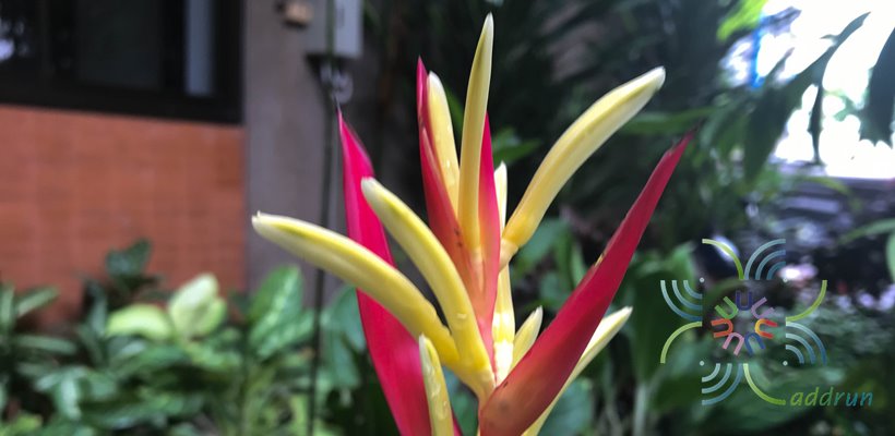 ธรรมรักษาใบด่าง Heliconia psittacorum L.f. 
