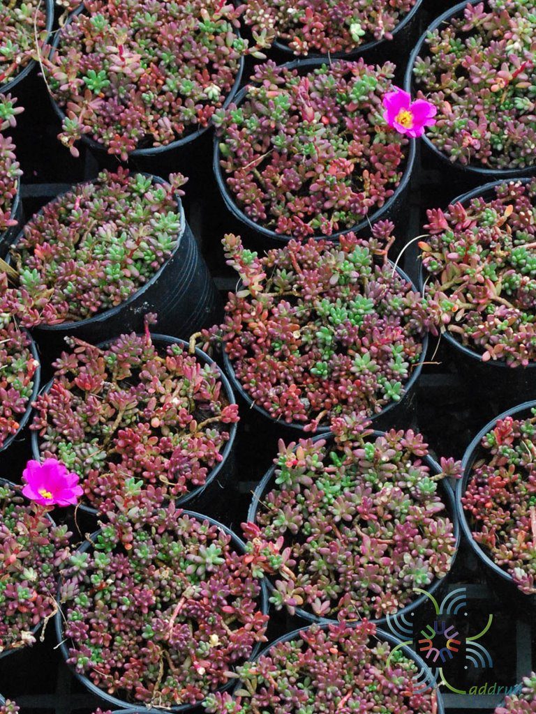 คุณนายตื่นญี่ปุ่น Sedum rubrotinctum R.T. Clausen