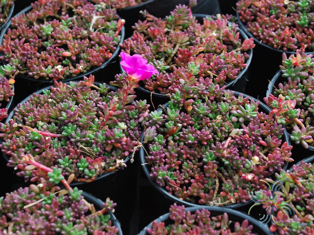 คุณนายตื่นญี่ปุ่น Sedum rubrotinctum R.T. Clausen