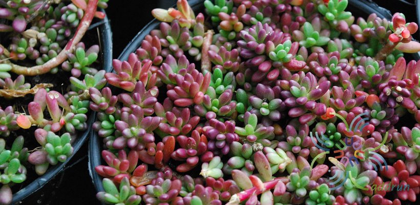 คุณนายตื่นญี่ปุ่น Sedum rubrotinctum R.T. Clausen