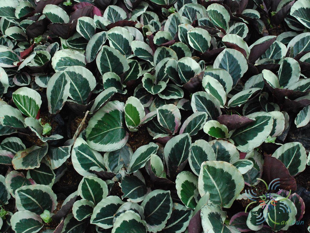 คล้าม่วงนารี Calathea sp.