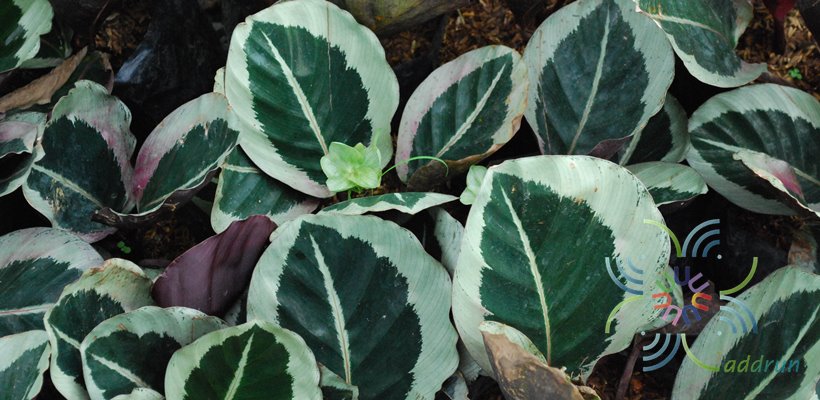 คล้าม่วงนารี Calathea sp.