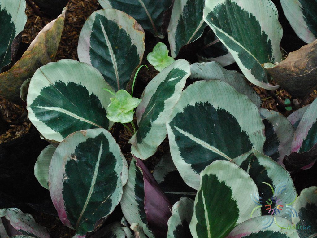 คล้าม่วงนารี Calathea sp.