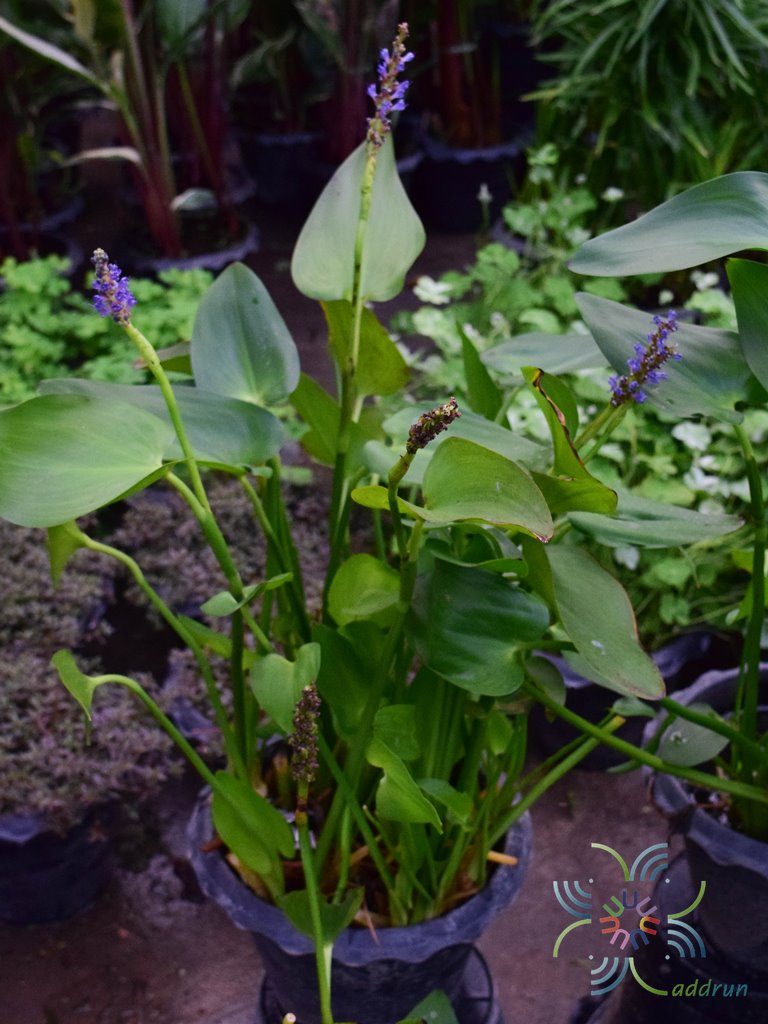 ช่อครามน้ำ Pontederia cordata L.