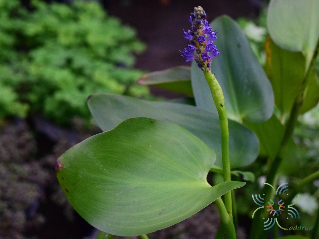 ช่อครามน้ำ Pontederia cordata L.