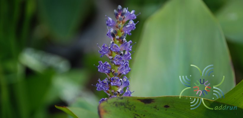 ช่อครามน้ำ Pontederia cordata L.