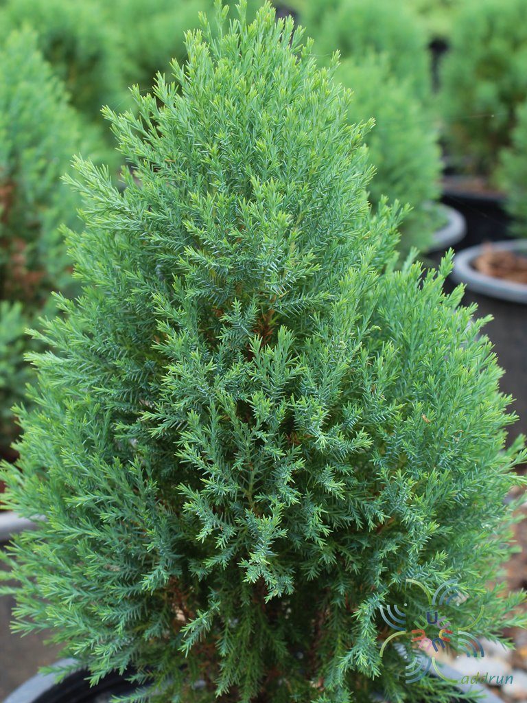 สนบอม Platycladus orientalis (L.) Franco cv. Rose Dalis