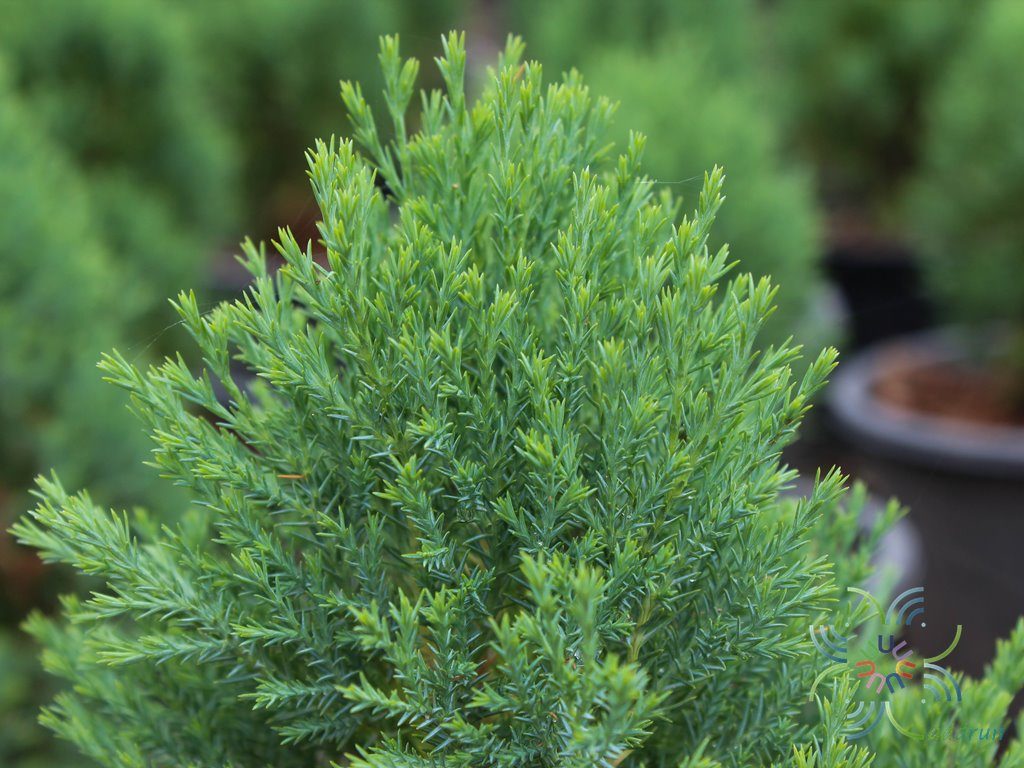 สนบอม Platycladus orientalis (L.) Franco cv. Rose Dalis
