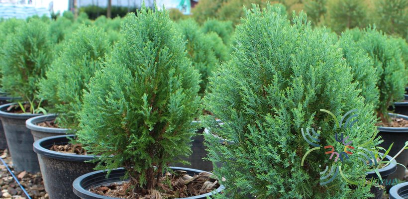 สนบอม Platycladus orientalis (L.) Franco cv. Rose Dalis