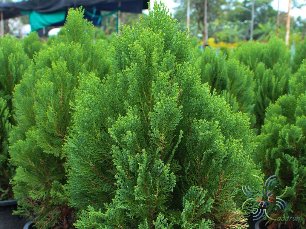 สนสาหร่าย Juniperus recurva Buch.-Ham. ex D.Don
