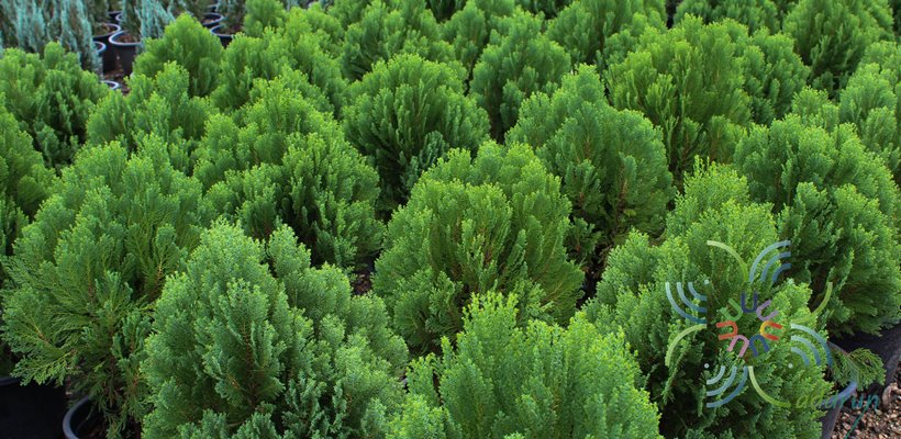 สนสาหร่าย Juniperus recurva Buch.-Ham. ex D.Don