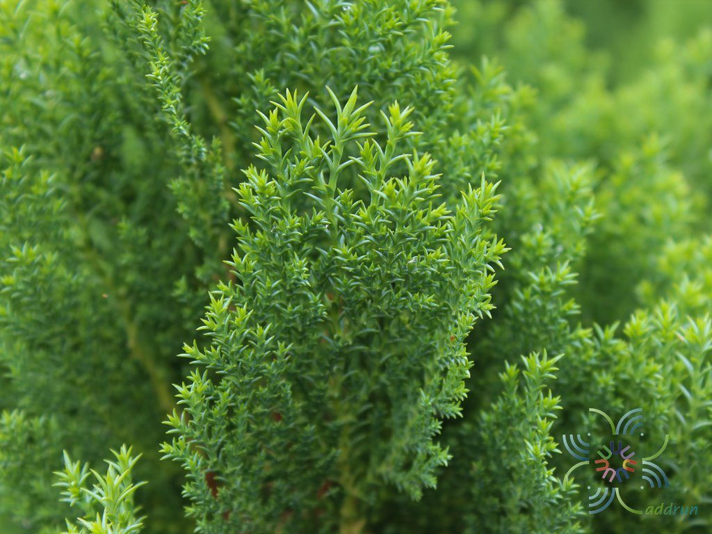 สนสาหร่าย Juniperus recurva Buch.-Ham. ex D.Don