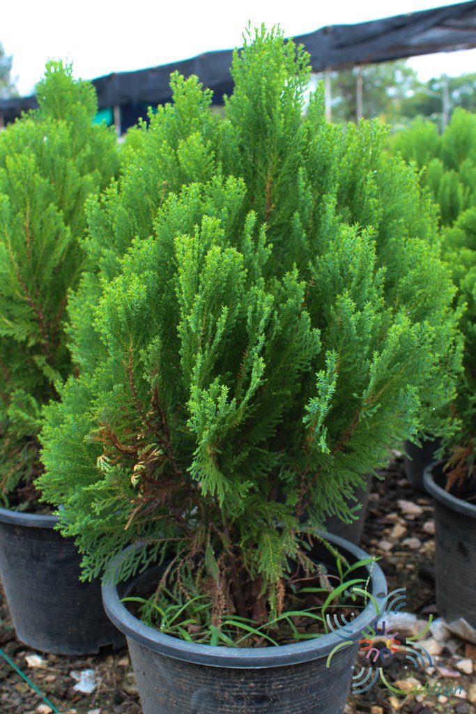 สนสาหร่าย Juniperus recurva Buch.-Ham. ex D.Don