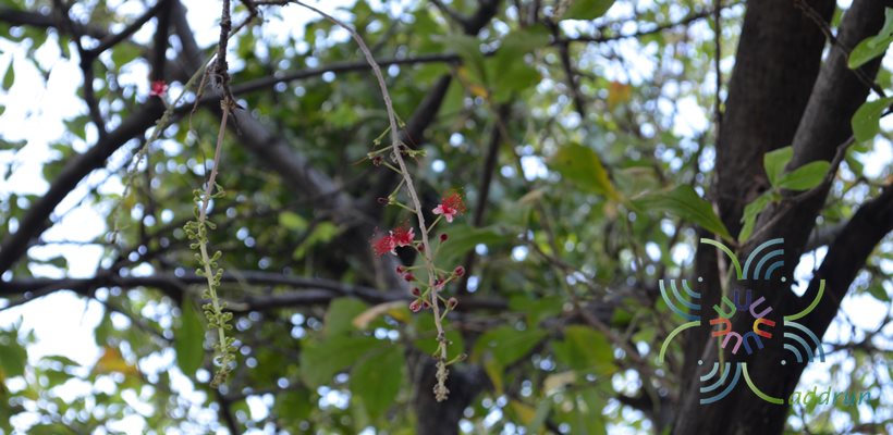 จิกน้ำ Barringtonia acutangula (L.) Gaertn.