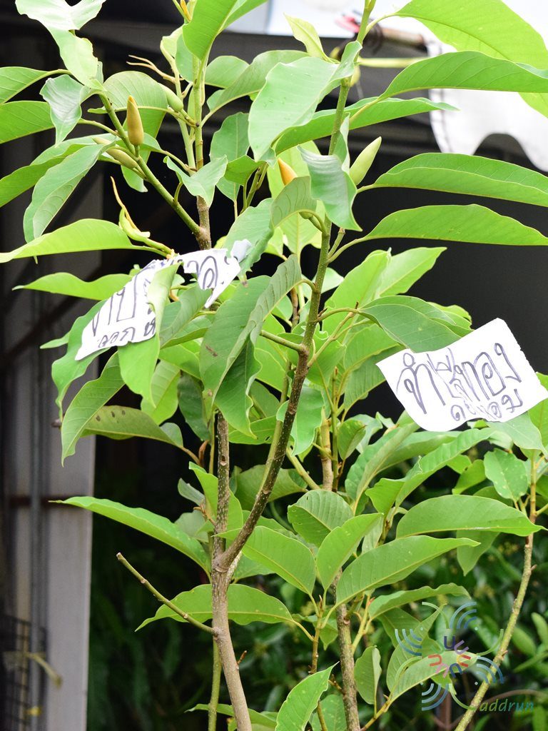 จำปาสีทอง Magnolia champaca (L.) Baill. ex Pierre