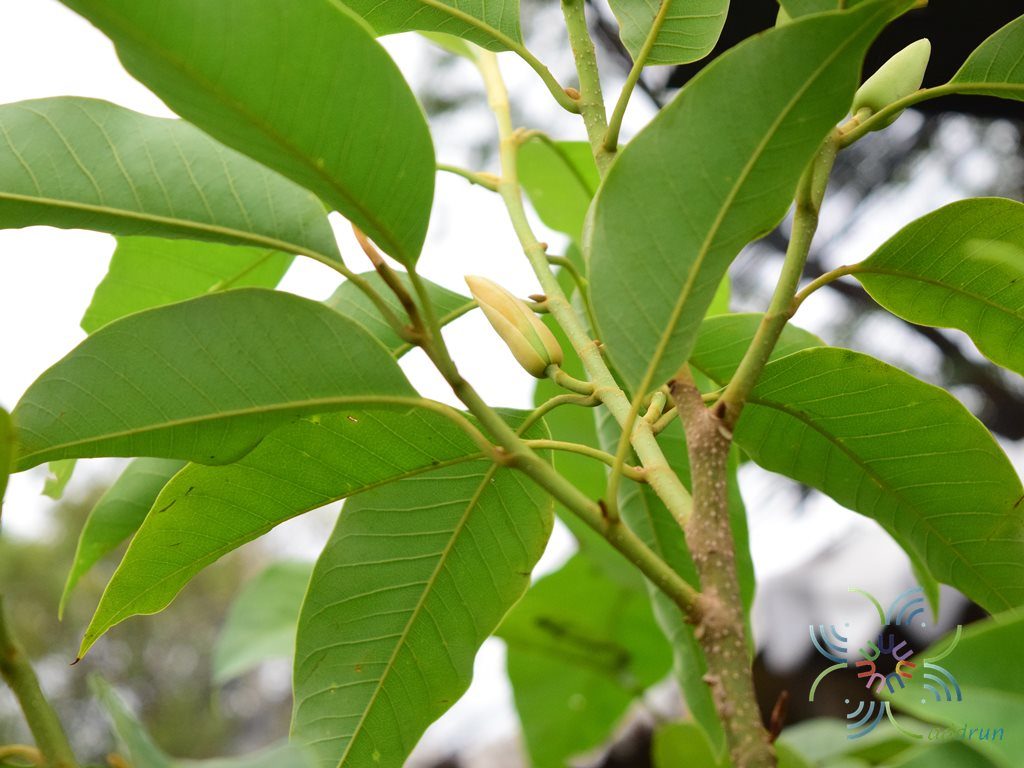 จำปาสีทอง Magnolia champaca (L.) Baill. ex Pierre
