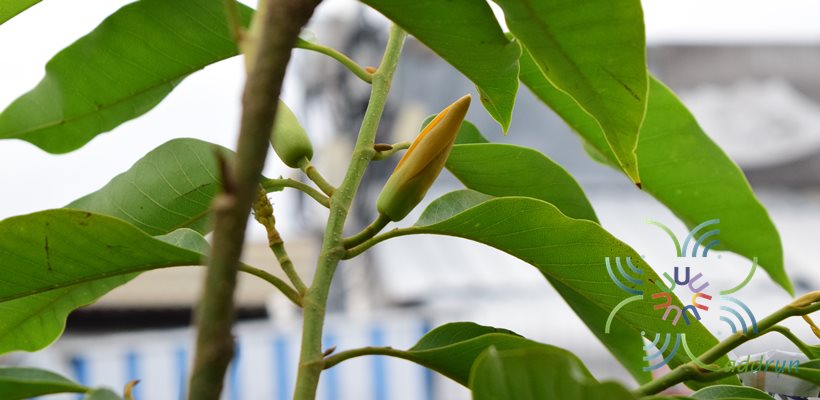 จำปาสีทอง Magnolia champaca (L.) Baill. ex Pierre
