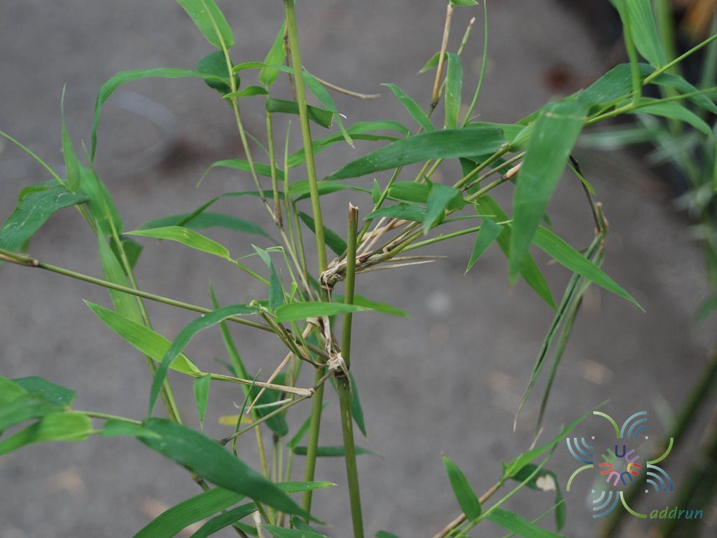 ไผ่รวก Thyrsostachys siamesi Gamble