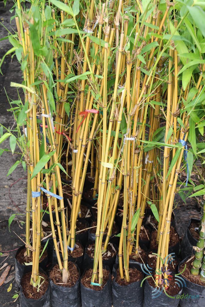 ไผ่เหลือง Bambusa vulgaris Schrad