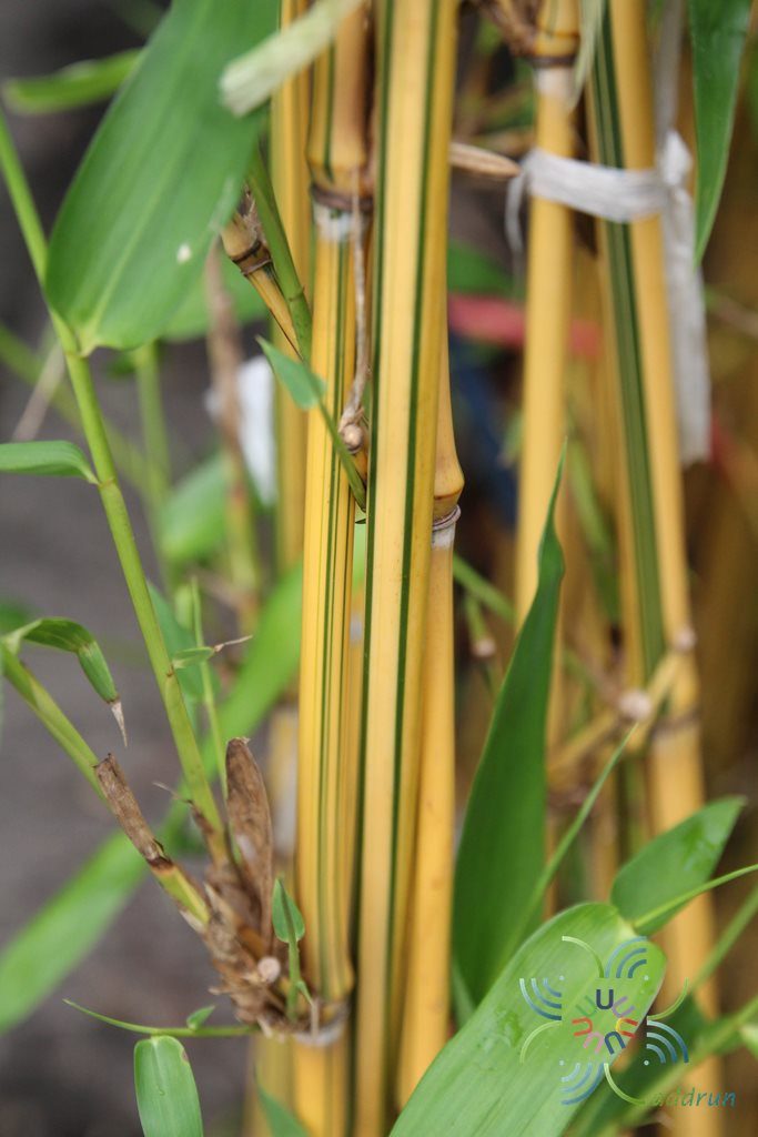 ไผ่เหลือง Bambusa vulgaris Schrad