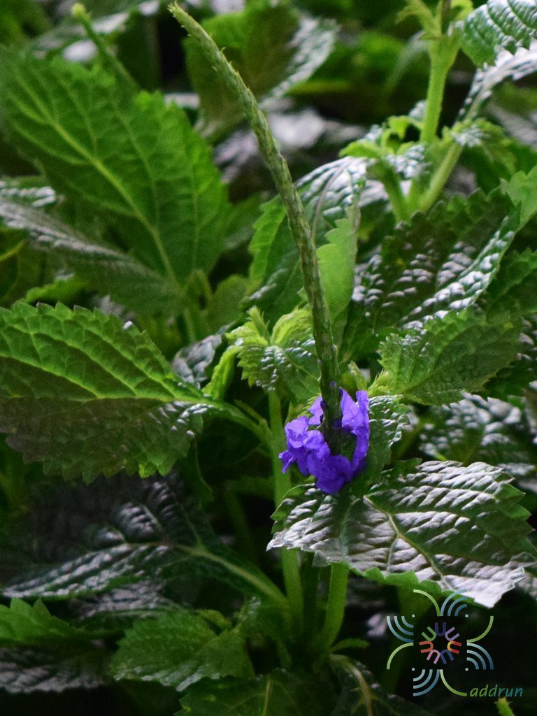 ช่อมรกต Stachytarpheta jamaicensis (L.) Vahl