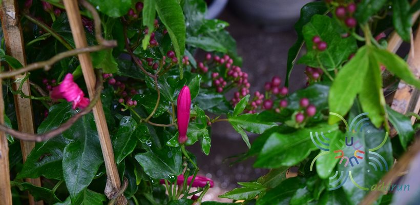 แดงทอดยอด Ipomoea horsfalliae Hook.