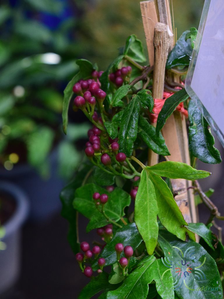 แดงทอดยอด Ipomoea horsfalliae Hook.