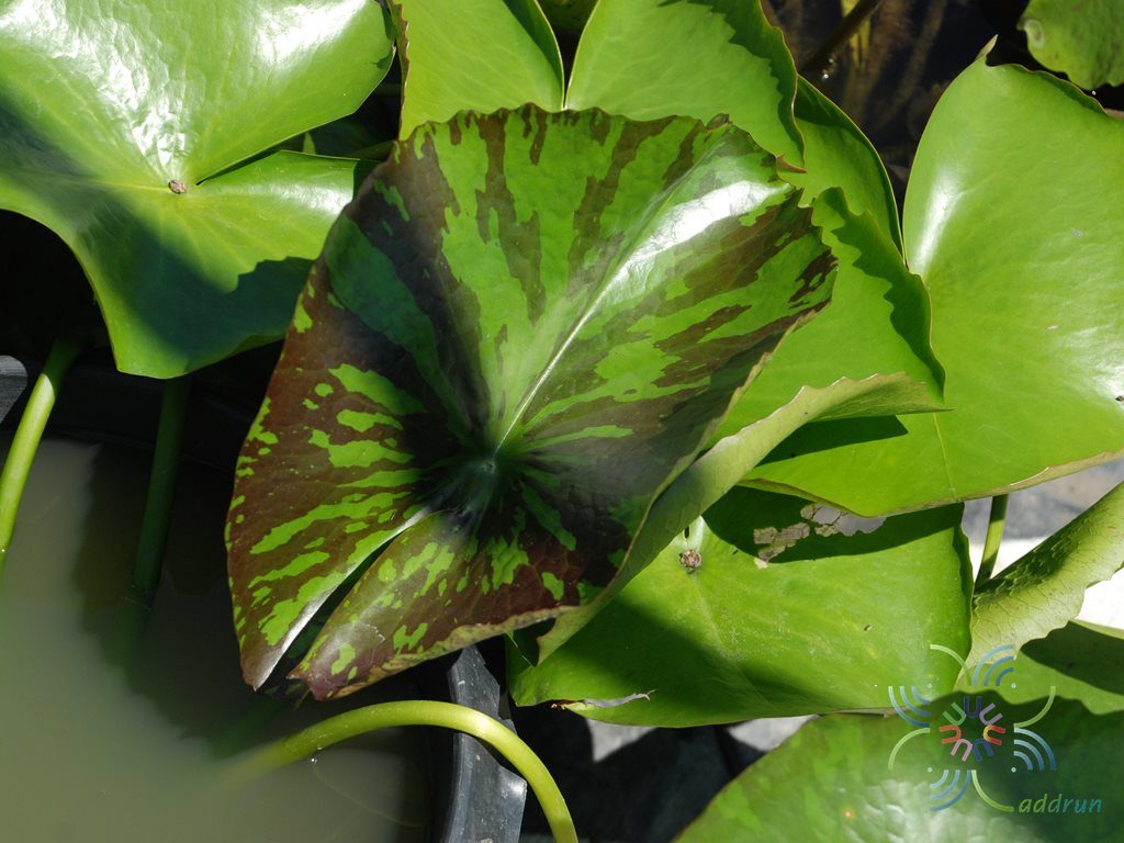 บัวผัน 1 Nymphaea spp.