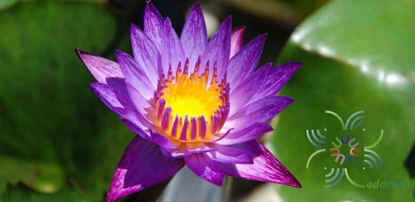 บัวผัน 1 Nymphaea spp.