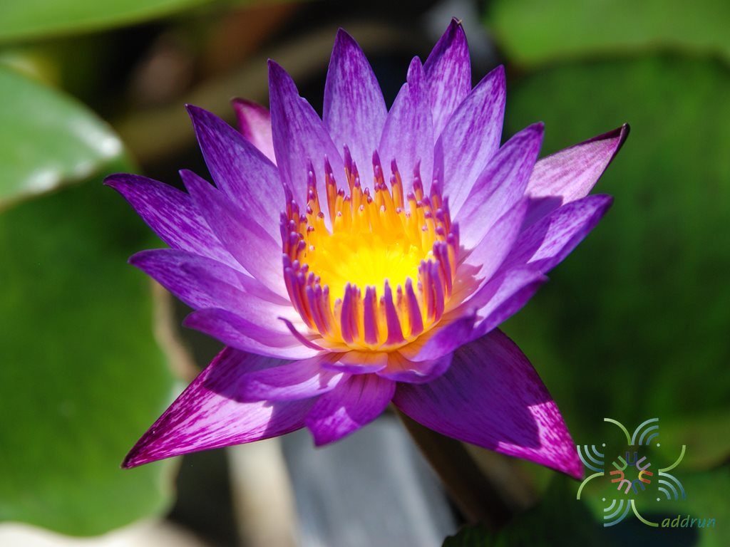 บัวผัน 1 Nymphaea spp.
