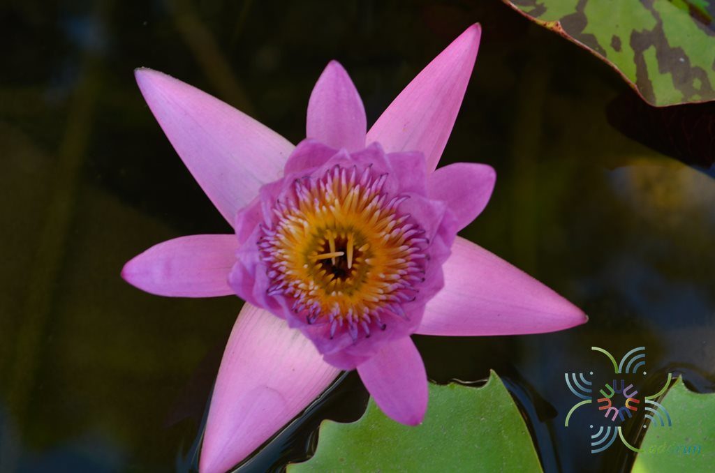 บัวผัน 2 Nymphaea spp.