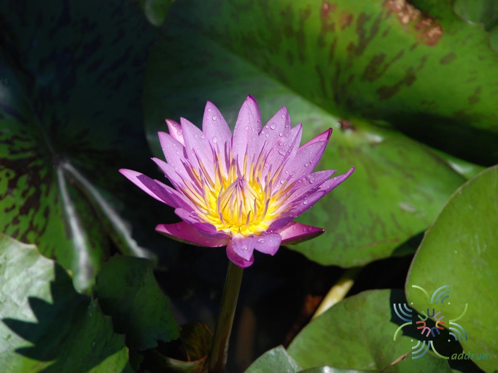 บัวผัน 2 Nymphaea spp.