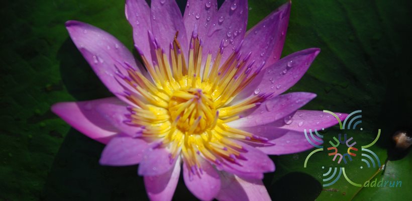 บัวผัน 2 Nymphaea spp.