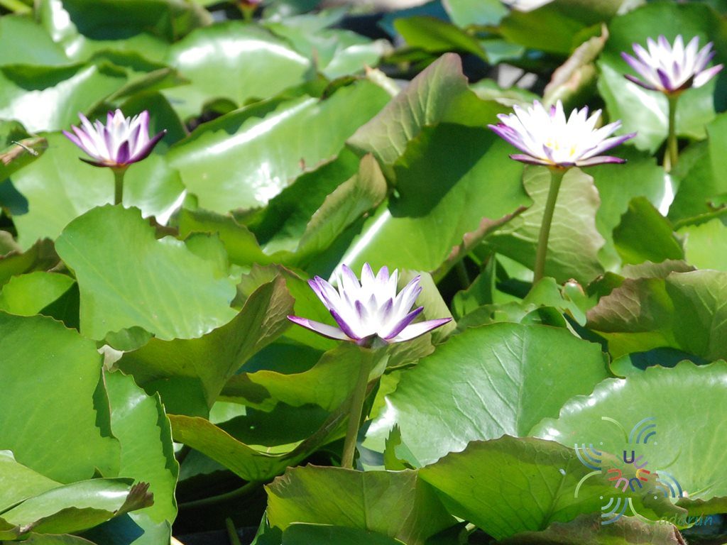 บัวผัน 3 Nymphaea spp.