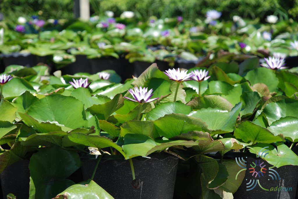 บัวผัน 3 Nymphaea spp.