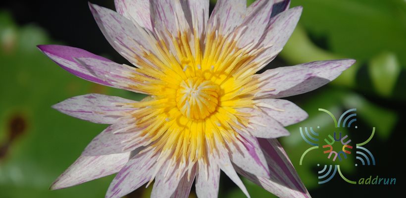 บัวผัน 3 Nymphaea spp.