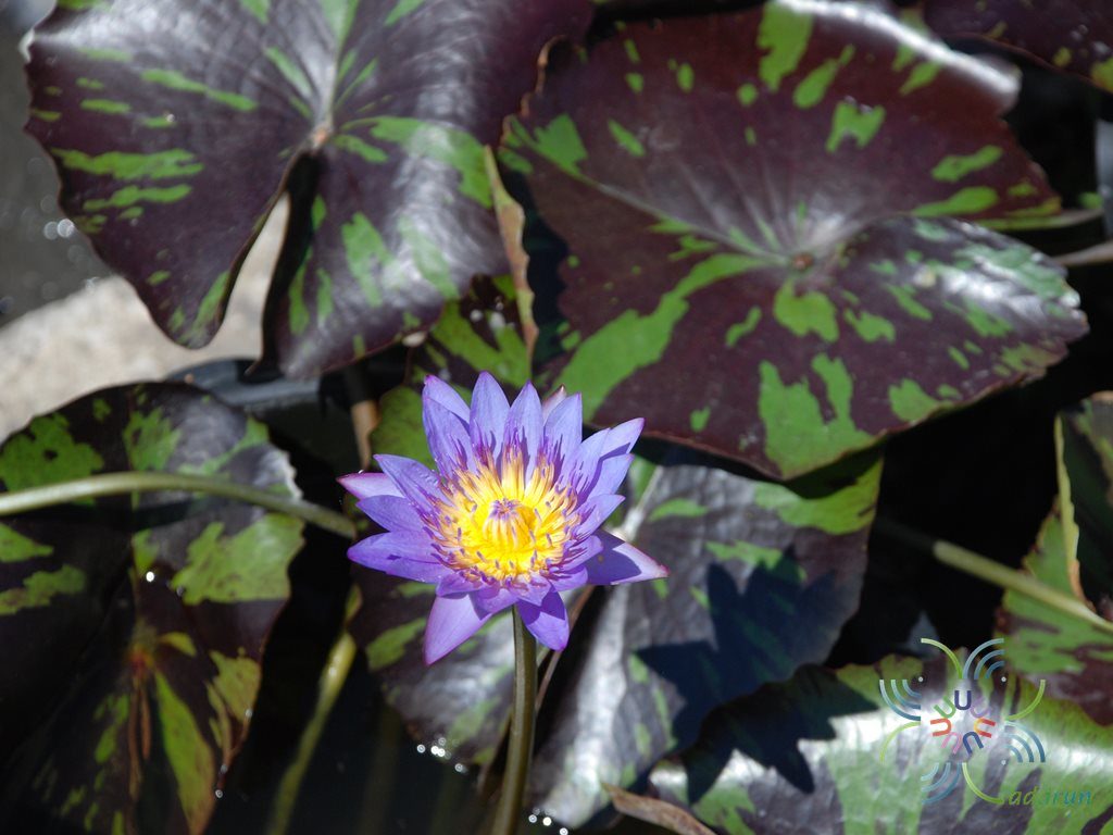 บัวผัน 4 Nymphaea spp.